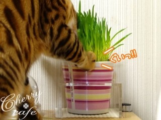 ペットグラス