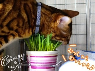 ペットグラス