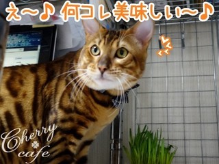 ペットグラス