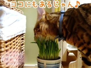ペットグラス