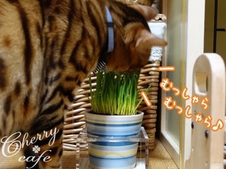 ペットグラス