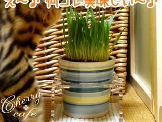 ペットグラス