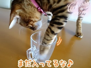 15-0731-08.jpg