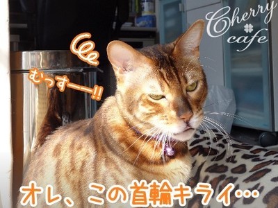 ベンガル猫 銀河
