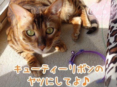 1ベンガル猫 銀河