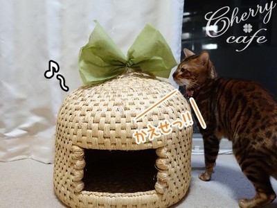 ちぐら ベンガル猫 銀河