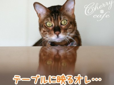 ベンガル猫 銀河