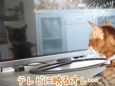 ベンガル猫 銀河