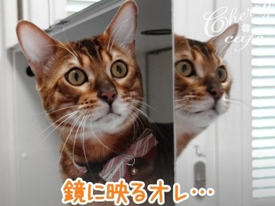 ベンガル猫 銀河