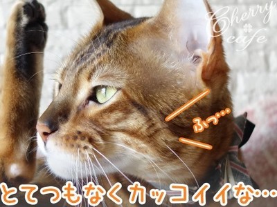 ベンガル猫 銀河