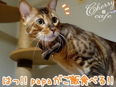 ベンガル猫 銀河
