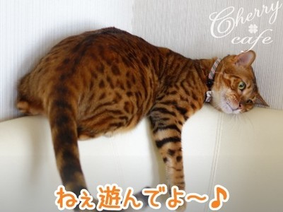 ベンガル猫 銀河