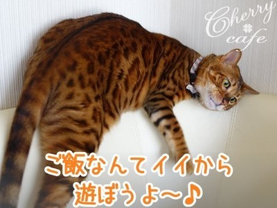 ベンガル猫 銀河