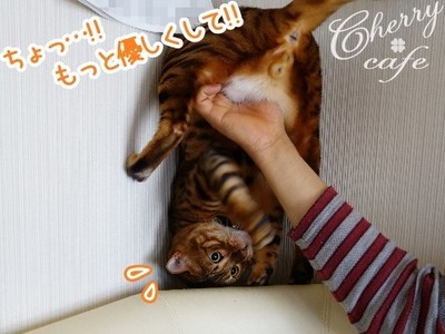 ベンガル猫 銀河