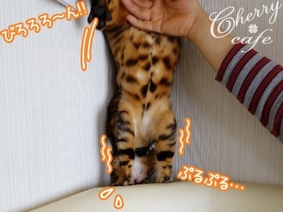 ベンガル猫 銀河