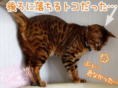 ベンガル猫 銀河