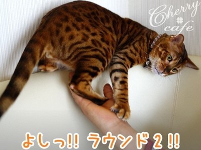ベンガル猫 銀河