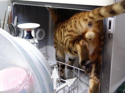 ベンガル猫 食洗機
