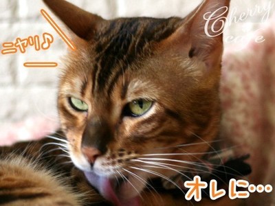 ベンガル猫 悪い顔 銀河