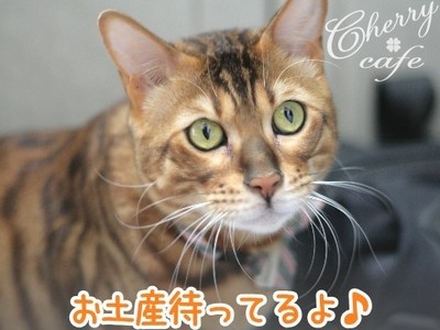 ベンガル猫 銀河
