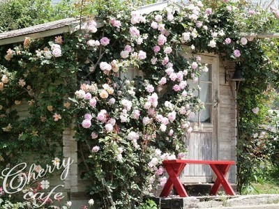 薔薇 ベンチ