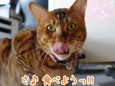 ベンガル猫 銀河