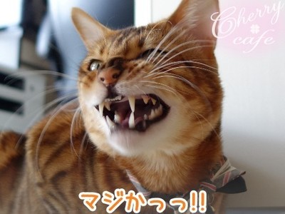 ベンガル猫 銀河