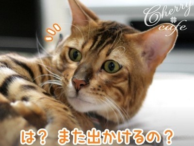 ベンガル猫 銀河