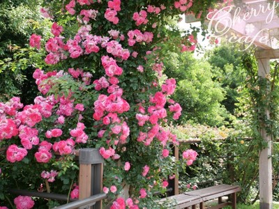 花菜ガーデン 薔薇