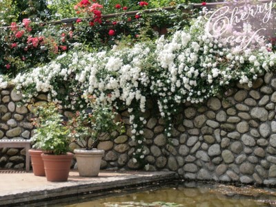 花菜ガーデン 薔薇