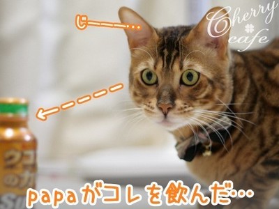 ベンガル猫 銀河