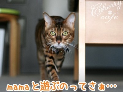 ベンガル猫 銀河