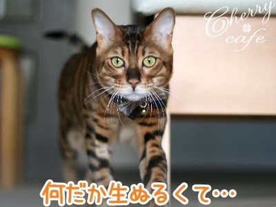 ベンガル猫 銀河