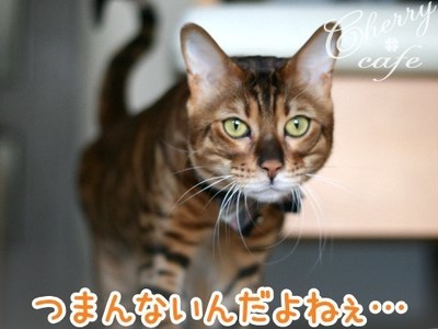 ベンガル猫 銀河
