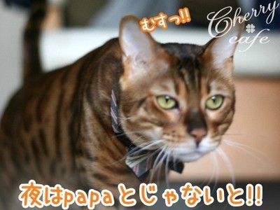 ベンガル猫 銀河