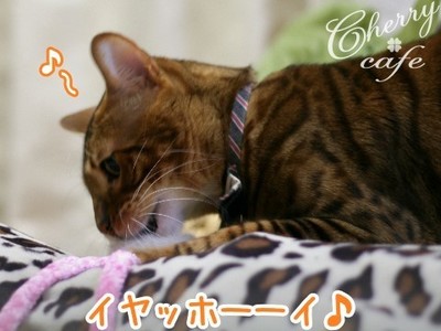 ベンガル猫 銀河