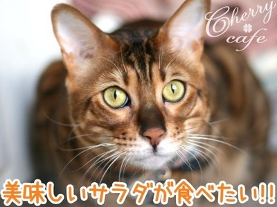 ベンガル猫 銀河