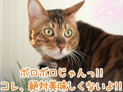 ベンガル猫 銀河