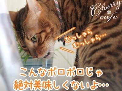 ベンガル猫 銀河 サラダ
