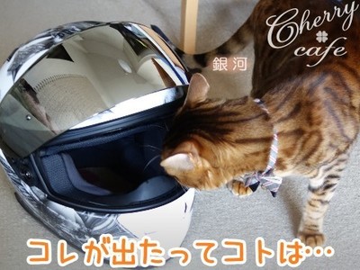 ベンガル猫 銀河 フルフェイス