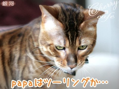 ベンガル猫 銀河