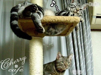 アメショ キャットタワー