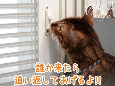 ベンガル猫 銀河 玄関網戸